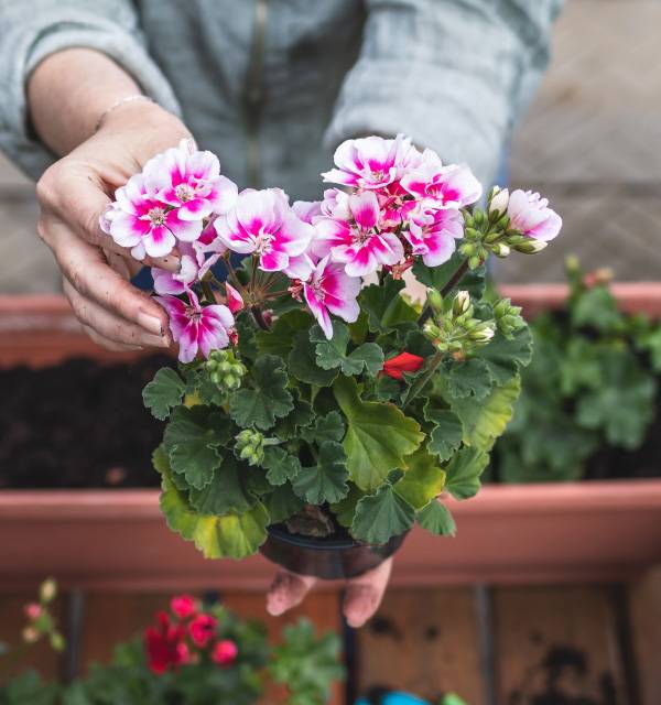 Hands holding a potted geranium plant with pink and white flowers over a planter box.