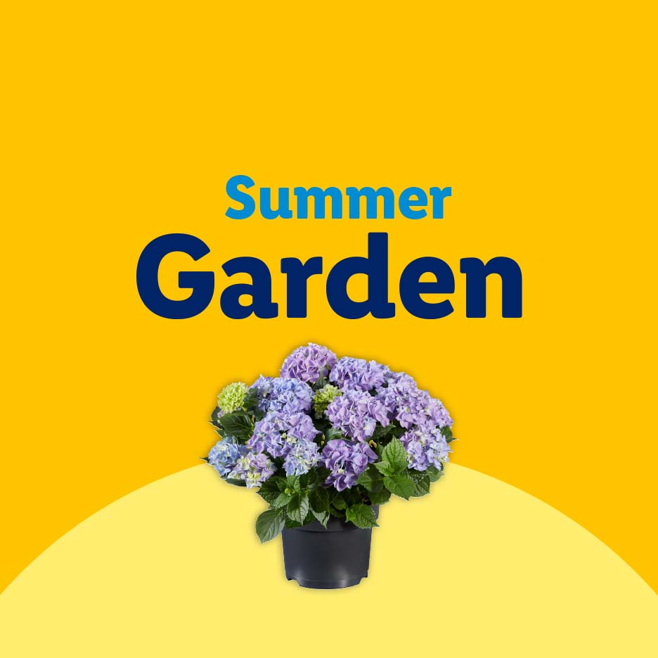 A potted hydrangea plant with purple and blue flowers on a yellow background with text 'Summer Garden'.